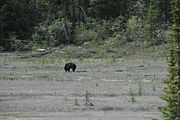 47 - Banff to Icefields - IMG_0967